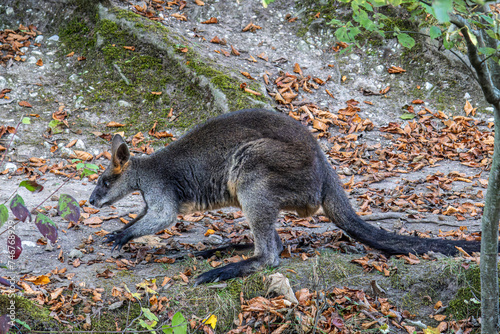 Swamp Wallaby, Wallabia bicolor, is one of the smaller kangaroos