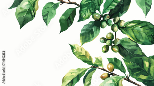Coffee plant watercolor illustration clipart. Genera