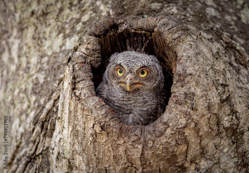 Screech owl in a tree in Florida 