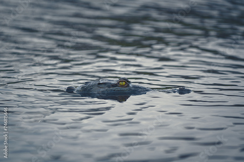 Cocodrilo en el Río Tárcoles