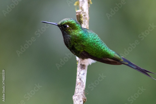 colibrí esmeralda