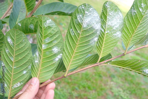 Closeup of guava leaves with white pest whiteflies infestation. Guava farming pest and disease management.