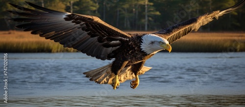 A large bald eagle is soaring gracefully over a vast body of water, with Hilton Head Island South Carolina in the background. The majestic birds wings are spread wide as it glides through the sky.
