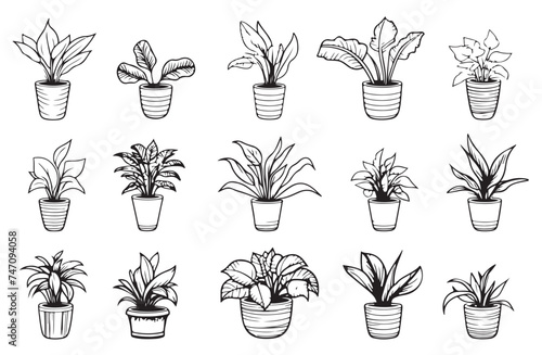 Set of Houseplants outline drawings. Indoor exotic flowers in pots