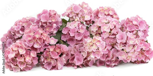 Soft pink flowers as background, bloom, template, isolated, close-up, roses, cherry tree, sakura, dry flowers.