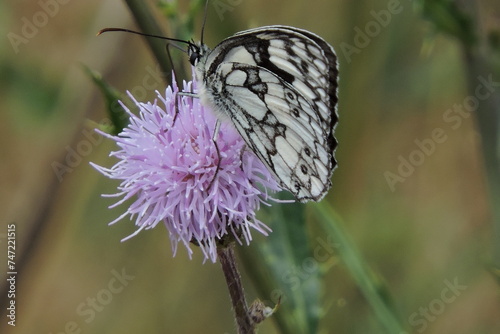 czarnobialy Motyl,Butterfly Free