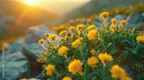 A close-up photograph of Rhodiola rosea (golden root) plant thriving in its natural rocky mountain habitat