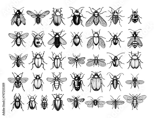Insects of different species in black and white lineart style, vector set. Beetles, dragonflies, flies, ladybug, drawn in detail by hand, illustration isolated on white background