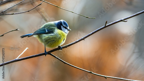 Blue Tit, Cyanistes Caeruleus, bird in forest