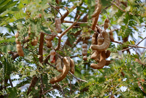 Raw of tamarind fruit on tree