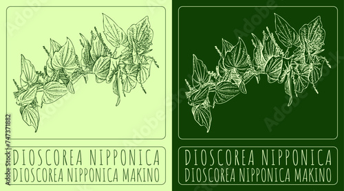 Vector drawing DIOSCOREA NIPPONICA. Hand drawn illustration. The Latin name is DIOSCOREA NIPPONICA MAKINO. 