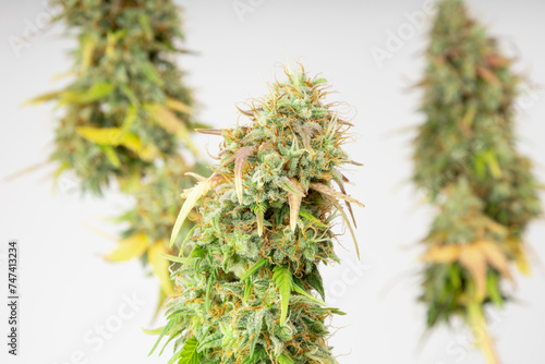 Green buds of medical marijuana containing CBD on a white background. Alternative treatment for depression and other illnesses. 420