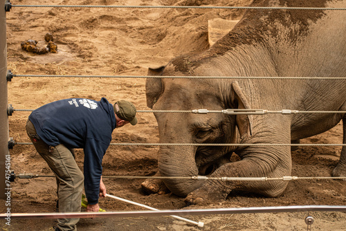 Inquisitive elephant kneeling during a training session