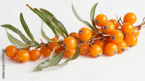 sea buckthorn berry on white background.