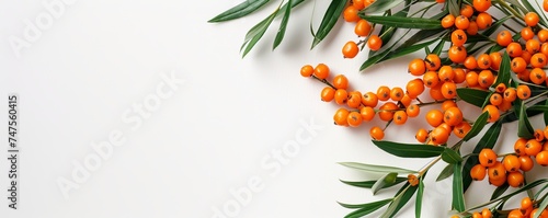 sea buckthorn berry on white background.