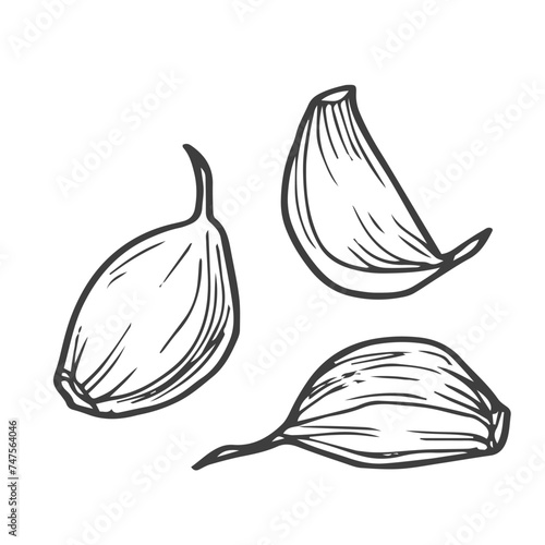 Clove of garlic vector icon. Outline vector icon isolated on white background clove of garlic .