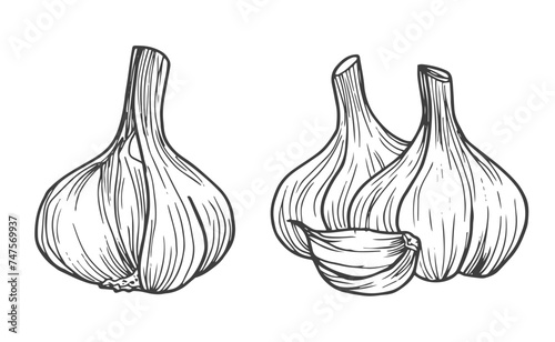 Garlic doodle sketch set in vector