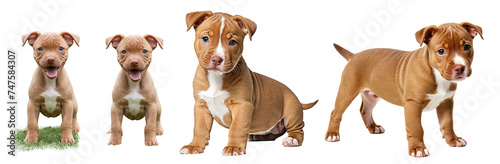 Red nose pitbull puppy isolated on transparent background or white background, different positions, puppy standing and sitting, front and side view, looking at the camera, PNG