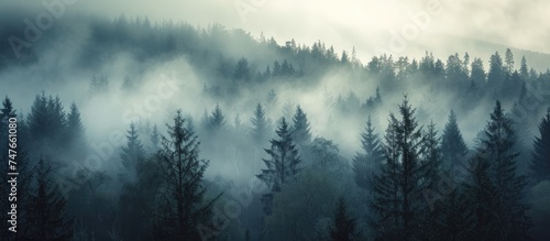 A misty forest filled with numerous spruce trees, as the morning fog blankets the landscape.