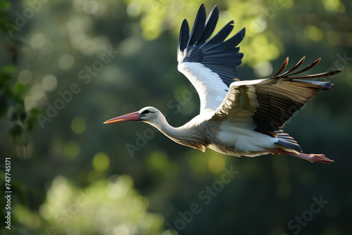 White stork flies against background of greenery. Flying bird in nature