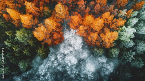 temperate deciduous forest, Autumn forest joint during winter and pine carpet oak beech maple tree willow mysterious colorful leaves trees nature snow seasons landscape Top view background