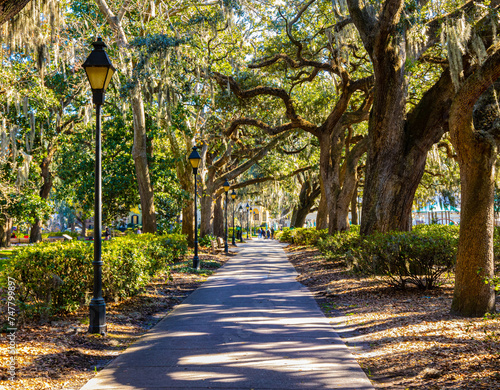 Spanish Moss on Giant Live Oak Trees at Forsyth Park, Savannah, Georgia, USA