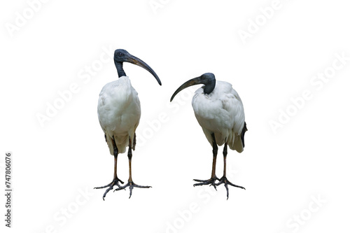 two Malagasy sacred ibis isolated on white background