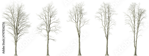 Dry forest Tree leafless desolate isolated on transparent backgrounds 3d illustrations png