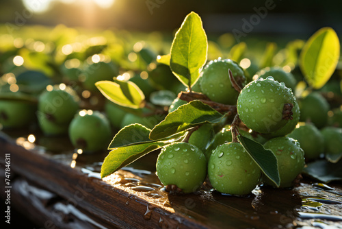 Pear Crop In open field