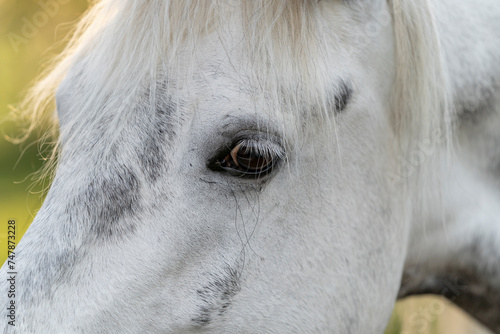 portrait of a white horse eye close up