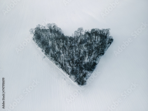 Heart-shaped trees located among snowy winter fields - Grove of Love (Zagajnik Miłości)