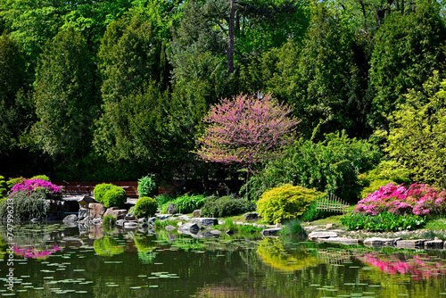 kolorowy ogród japoński nad wodą, ogród japoński, kwitnące różaneczniki i azalie, ogród japoński nad wodą, japanese garden, blooming rhododendrons and azaleas, Rhododendron 