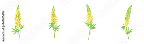 Beautiful Lupin Flowers as Meadow Flowering Herbaceous Plant Vector Set