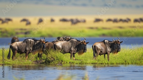Blue wildebeest (Connochaetes taurinus) at lake 