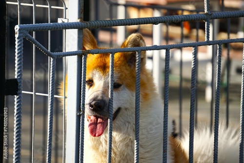 Akita Inu spogląda z kojca w stronę obiektywu. Pies znajduje się zza ogrodzeniem. Groźny pies pilnuje posesji.