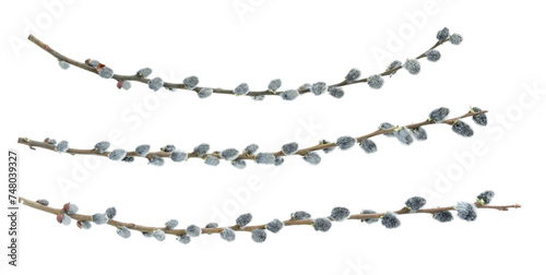 Set of pussy willow branches isolated on white background
