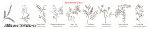 Bean family plants. (Fabaceae, Leguminosae or Papilionaceae).