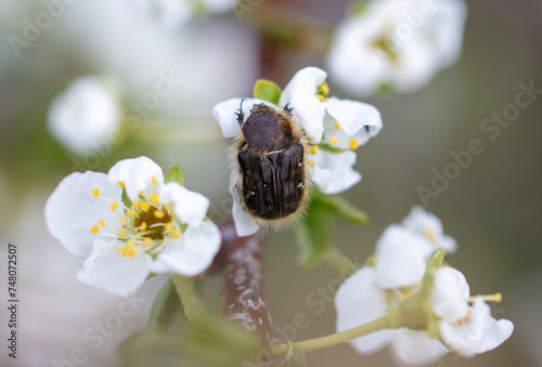 Beetle in a white flower tree. Macro