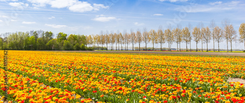 Panorama of red and yellow tulips in The Netherlands