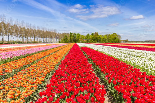 Various types of tulips in the field in The Netherlands