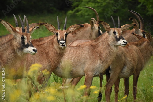The impala is a medium-sized antelope found in eastern and southern Africa