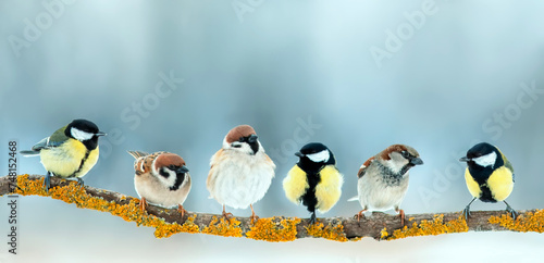 flock of small birds tit and sparrows sit mixed on a tree branch in the park