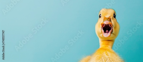 Cute duckling expression surprised on light blue copy space background. AI generated image