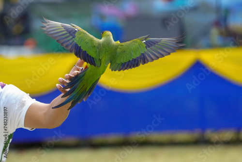 parakeets nanday free flying parrot