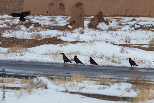 Red-billed chough in front of a village in winter snow