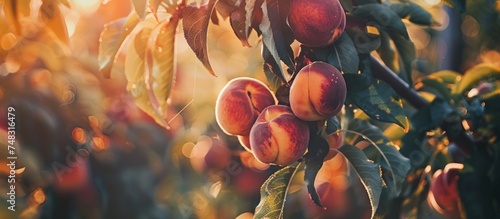 Peaches growing on a tree with slowing sunrise