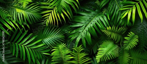 This close-up shot showcases a bunch of vibrant green leaves from a tropical fern plant. The intricate details and texture of the leaves are highlighted in this image.