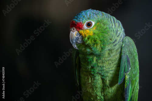 loro verde de Chiapas México