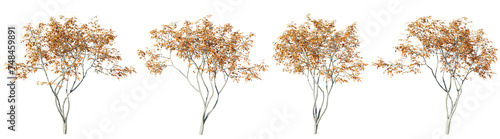 Isolated trees gardening,Amelanchier tree on transparent background.3d rendering PNG