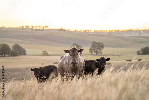 cows and calfs grazing on dry tall grass on a hill in summer in australia. beautiful fat herd of cattle on an agricultural farm in an australian in summer